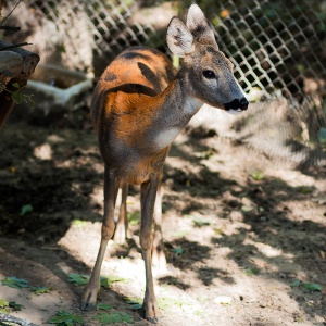 safari, олененок