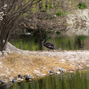 черепашки, лебедь, зоопарк, кишинев