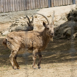 козел, зоопарк, кишинев