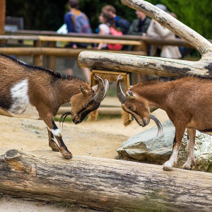 frankfurt am main, zoo