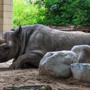 frankfurt am main, zoo