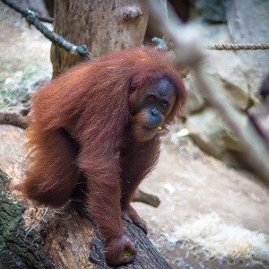 frankfurt am main, zoo