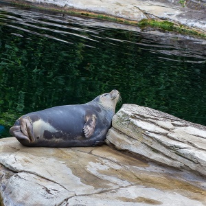 frankfurt am main, zoo