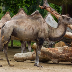 frankfurt am main, zoo