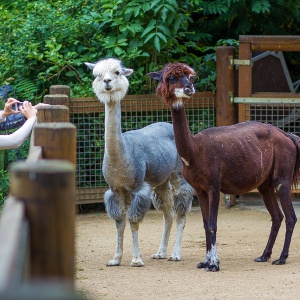 frankfurt am main, zoo