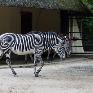 frankfurt am main, zoo